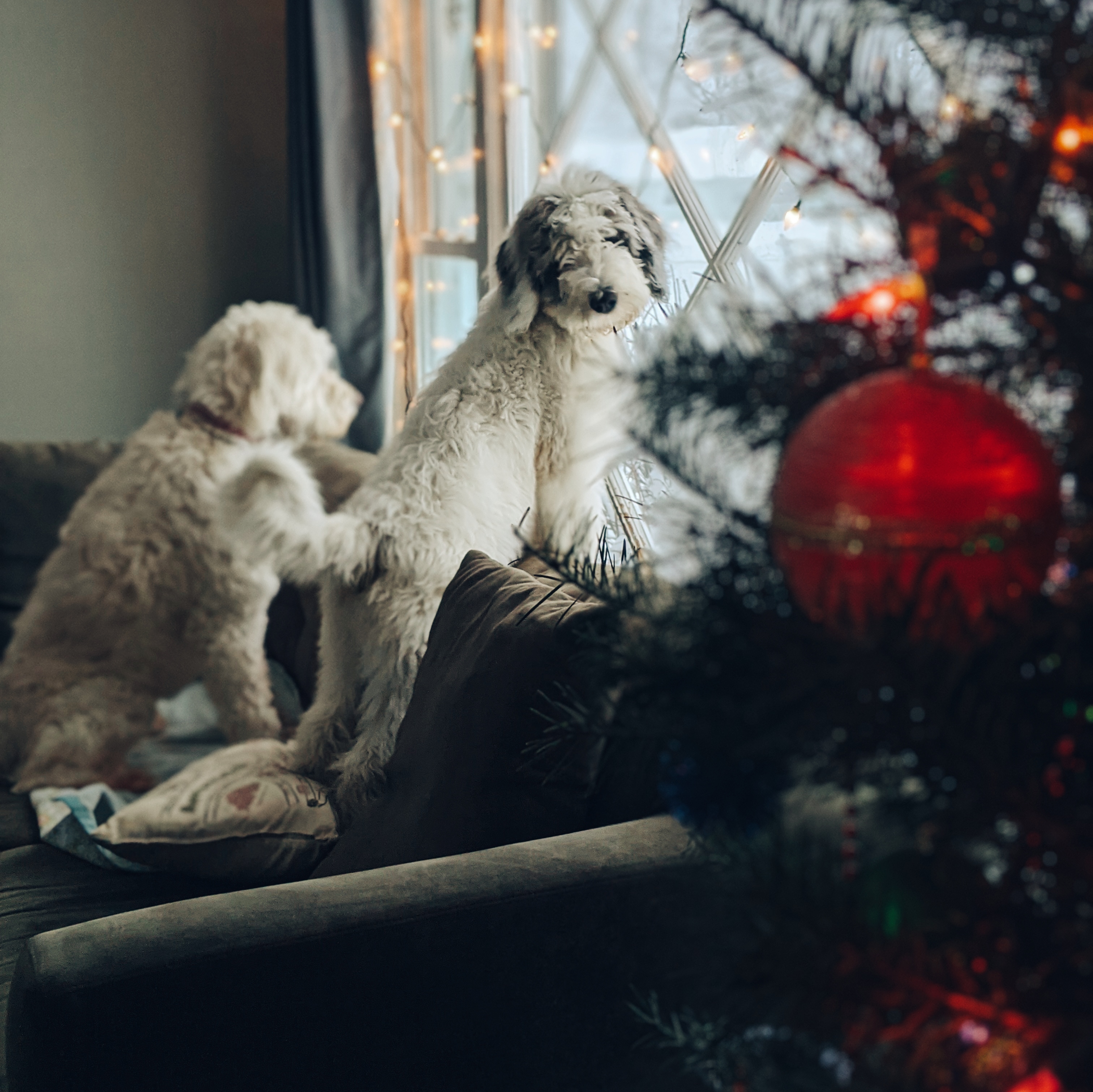 dogs looking out of window, xmas tree in foreground