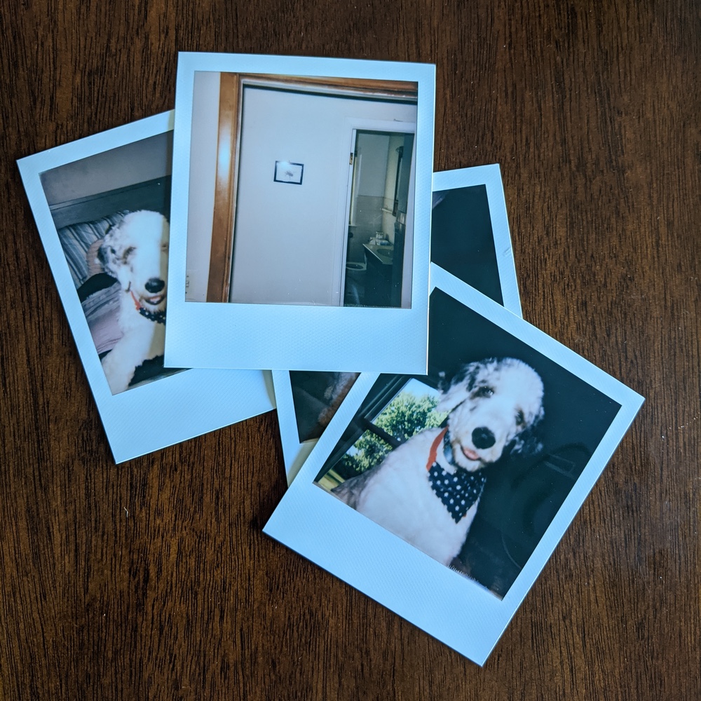 Polaroid pictures of our dog Milo